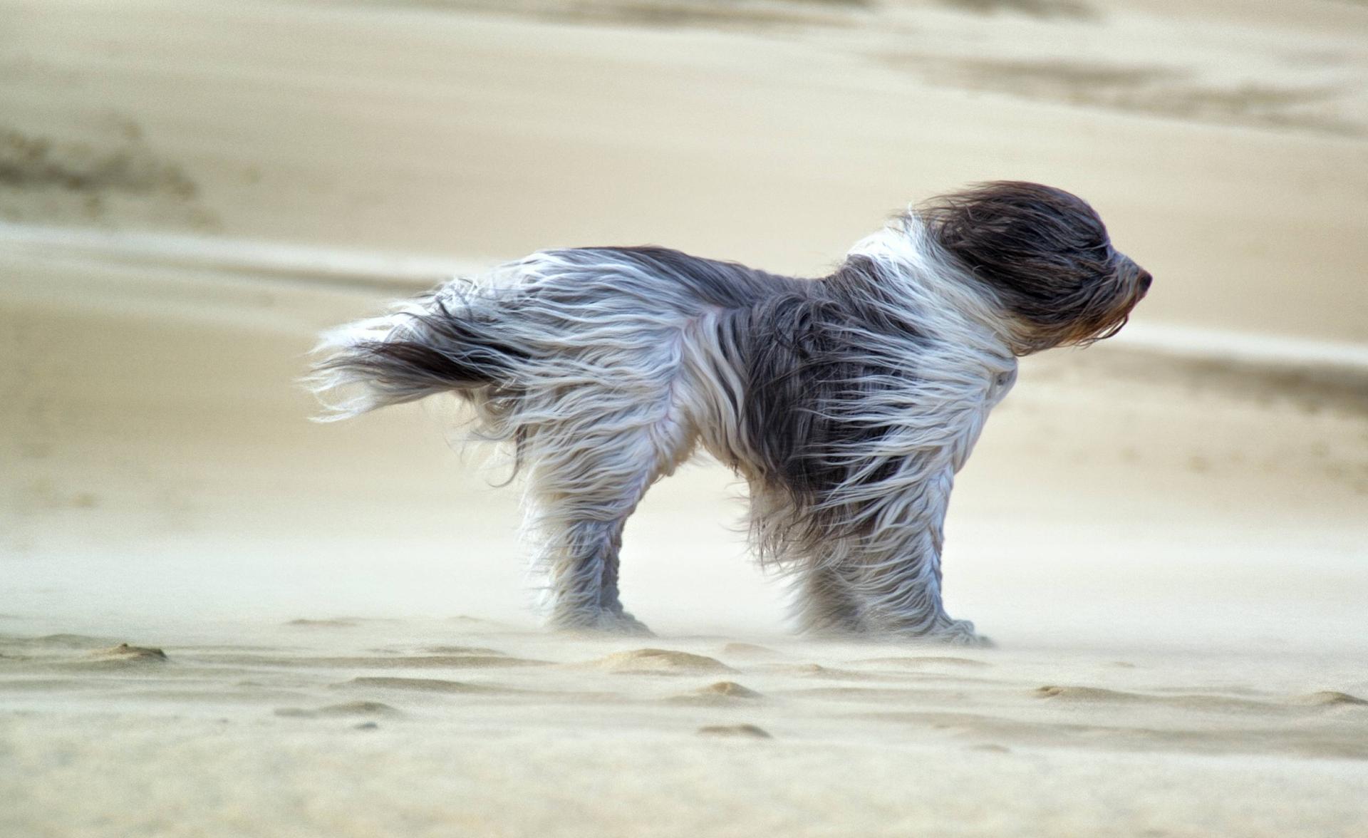 Chien vent